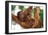 Orang-Utan Female and Infant-null-Framed Photographic Print