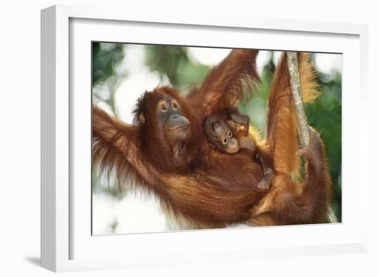 Orang-Utan Female and Infant-null-Framed Photographic Print