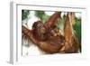 Orang-Utan Female and Infant-null-Framed Photographic Print