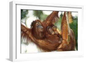 Orang-Utan Female and Infant-null-Framed Photographic Print