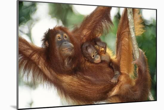 Orang-Utan Female and Infant-null-Mounted Photographic Print