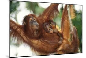 Orang-Utan Female and Infant-null-Mounted Photographic Print