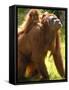 Orang Utan Female with Her Baby on Her Back. Captive, Iucn Red List of Endangered Species-Eric Baccega-Framed Stretched Canvas