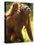 Orang Utan Female with Her Baby on Her Back. Captive, Iucn Red List of Endangered Species-Eric Baccega-Stretched Canvas