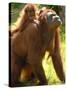 Orang Utan Female with Her Baby on Her Back. Captive, Iucn Red List of Endangered Species-Eric Baccega-Stretched Canvas