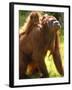 Orang Utan Female with Her Baby on Her Back. Captive, Iucn Red List of Endangered Species-Eric Baccega-Framed Photographic Print