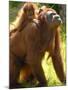 Orang Utan Female with Her Baby on Her Back. Captive, Iucn Red List of Endangered Species-Eric Baccega-Mounted Photographic Print