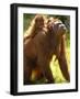 Orang Utan Female with Her Baby on Her Back. Captive, Iucn Red List of Endangered Species-Eric Baccega-Framed Photographic Print