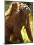 Orang Utan Female with Her Baby on Her Back. Captive, Iucn Red List of Endangered Species-Eric Baccega-Mounted Photographic Print