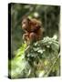 Orang-Utan in Tree Nest-null-Stretched Canvas