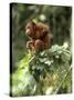 Orang-Utan in Tree Nest-null-Stretched Canvas