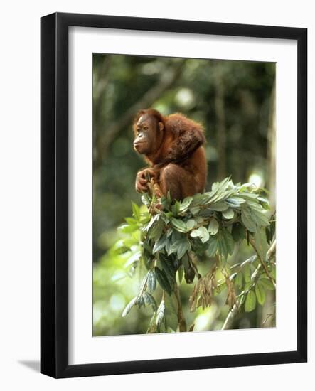 Orang-Utan in Tree Nest-null-Framed Photographic Print