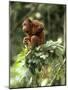 Orang-Utan in Tree Nest-null-Mounted Photographic Print