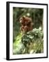 Orang-Utan in Tree Nest-null-Framed Photographic Print