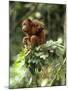 Orang-Utan in Tree Nest-null-Mounted Photographic Print