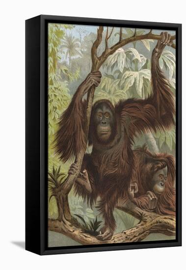 Orang-Utan (Lydeker)-null-Framed Stretched Canvas