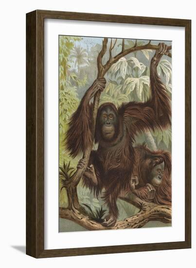 Orang-Utan (Lydeker)-null-Framed Art Print