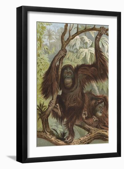 Orang-Utan (Lydeker)-null-Framed Art Print