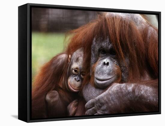 Orang-Utan Mother and Baby, April 1991-null-Framed Stretched Canvas