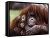 Orang-Utan Mother and Baby, April 1991-null-Framed Stretched Canvas