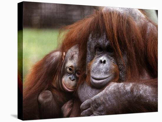 Orang-Utan Mother and Baby, April 1991-null-Stretched Canvas