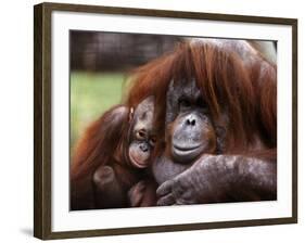 Orang-Utan Mother and Baby, April 1991-null-Framed Photographic Print