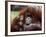 Orang-Utan Mother and Baby, April 1991-null-Framed Photographic Print