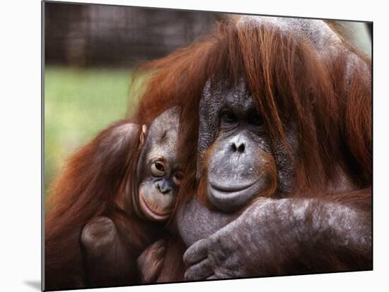 Orang-Utan Mother and Baby, April 1991-null-Mounted Photographic Print