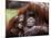 Orang-Utan Mother and Baby, April 1991-null-Mounted Photographic Print