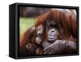 Orang-Utan Mother and Baby, April 1991-null-Framed Stretched Canvas