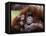 Orang-Utan Mother and Baby, April 1991-null-Framed Stretched Canvas