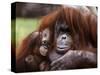 Orang-Utan Mother and Baby, April 1991-null-Stretched Canvas