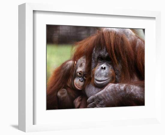 Orang-Utan Mother and Baby, April 1991-null-Framed Photographic Print