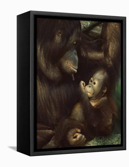 Orang Utan Mother and Baby, Pongo Pygamaeus, in Captivity, Singapore Zoo, Singapore-Ann & Steve Toon-Framed Stretched Canvas