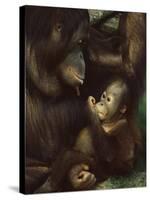 Orang Utan Mother and Baby, Pongo Pygamaeus, in Captivity, Singapore Zoo, Singapore-Ann & Steve Toon-Stretched Canvas