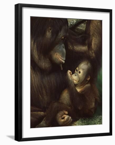 Orang Utan Mother and Baby, Pongo Pygamaeus, in Captivity, Singapore Zoo, Singapore-Ann & Steve Toon-Framed Photographic Print