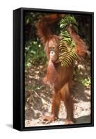 Orang-Utan Plays with Fern-null-Framed Stretched Canvas