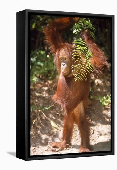 Orang-Utan Plays with Fern-null-Framed Stretched Canvas