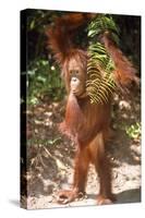 Orang-Utan Plays with Fern-null-Stretched Canvas