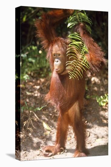 Orang-Utan Plays with Fern-null-Stretched Canvas