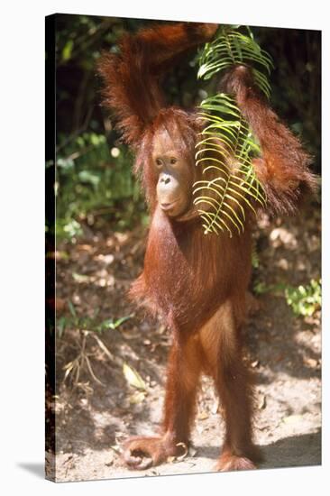 Orang-Utan Plays with Fern-null-Stretched Canvas