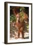 Orang-Utan Plays with Fern-null-Framed Premium Photographic Print