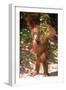 Orang-Utan Plays with Fern-null-Framed Premium Photographic Print