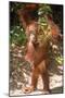 Orang-Utan Plays with Fern-null-Mounted Premium Photographic Print