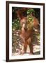 Orang-Utan Plays with Fern-null-Framed Photographic Print
