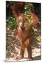 Orang-Utan Plays with Fern-null-Mounted Photographic Print