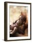 Orang-Utan (Pongo Pygmaeus) Holding Young, Close-Up, Gunung Leuser National Park, Indonesia-Anup Shah-Framed Photographic Print