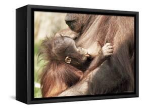 Orang-Utan (Pongo Pygmaeus), Mother and Young, in Captivity, Apenheul Zoo, Netherlands (Holland)-Thorsten Milse-Framed Stretched Canvas