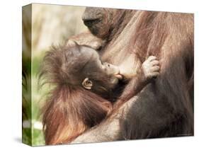 Orang-Utan (Pongo Pygmaeus), Mother and Young, in Captivity, Apenheul Zoo, Netherlands (Holland)-Thorsten Milse-Stretched Canvas