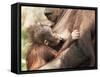 Orang-Utan (Pongo Pygmaeus), Mother and Young, in Captivity, Apenheul Zoo, Netherlands (Holland)-Thorsten Milse-Framed Stretched Canvas